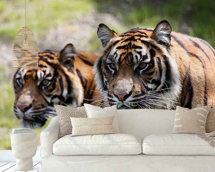 Sfeerimpressie behang: Twee tijgers met scherpte / onscherpte van Erik Wouters
