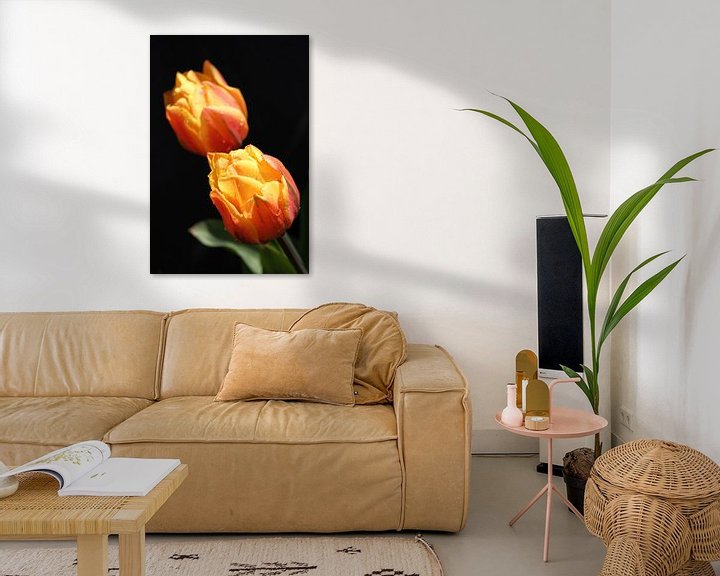 Sfeerimpressie: Tulpen met zwarte achtergrond en druppels van Erik Wouters