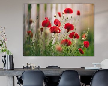 Return of the poppies by Tvurk Photography
