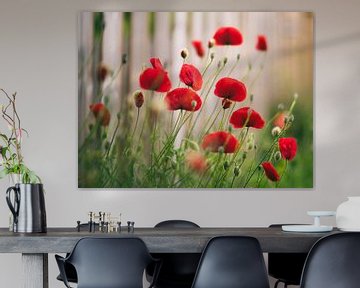 Retour des coquelicots sur Tvurk Photography