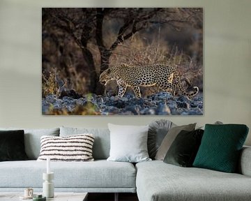 African Leopard