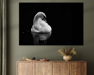 White Swan in Black van Niels Eric Fotografie
