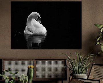 White Swan in Black van Niels Eric Fotografie