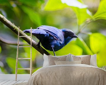 Blauw vogeltje van Kevin Van Haesendonck