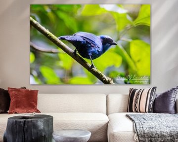 Blauw vogeltje van Kevin Van Haesendonck