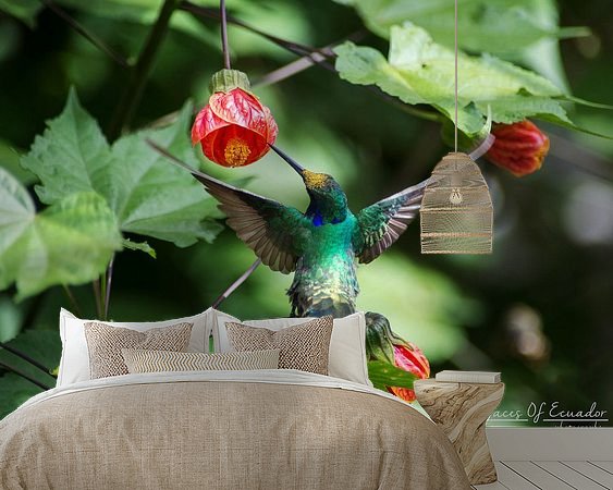 Aperçu de la chambre