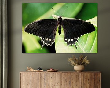 Vlinder van Marco de Waal