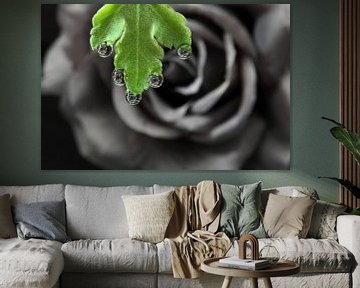 Zwarte roos met waterdruppel en reflectie van Inge van den Brande