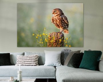 Little owl by Pim Leijen