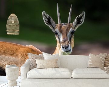 Geduckter Springbock