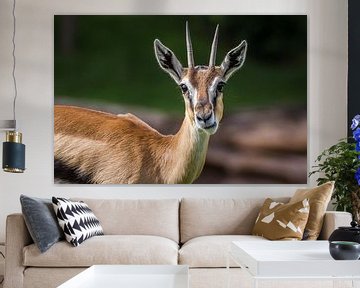 Springbok accroupi