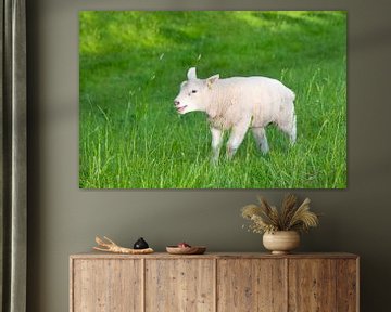 Lamb by Tamara Witjes