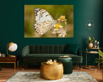 Butterfly ((Belenois aurota) on a flower. von Jaco Visser