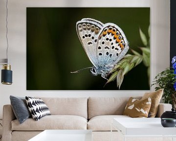 Silver-studded Blue (Plebejus argus) sur Jaco Visser