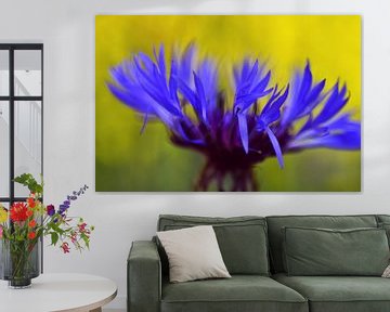 Blue cornflower by Corinne Welp