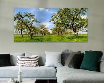 Blossoming Apple trees in an orchard by Sjoerd van der Wal