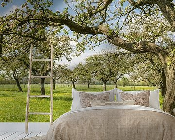 Blossoming Apple trees in an orchard by Sjoerd van der Wal Photography