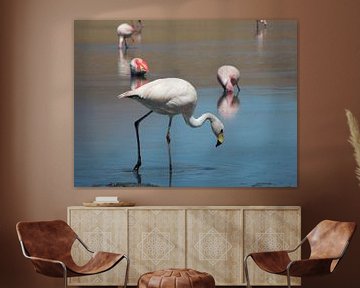 Flamingo's in Laguna Cañapa Bolivia sur Lin McQueen