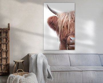 Een halve Schotse hooglander bruine koe lange haren met een witte achtergrond en mooi lang haar van R Alleman