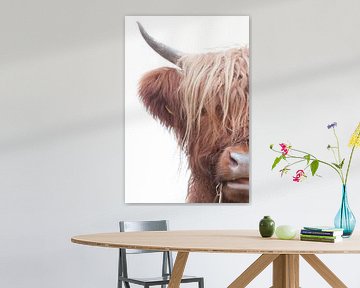 Een halve Schotse hooglander bruine koe lange haren met een witte achtergrond en mooi lang haar