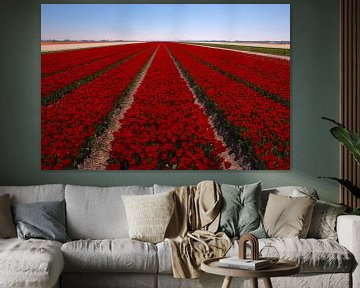 Field of tulips sur FotovanHenk