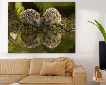 Hedgehogs at the water's edge