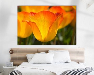 Tulpe (gelb-orange) von Monika Scheurer