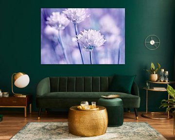 Chive blossom by Violetta Honkisz