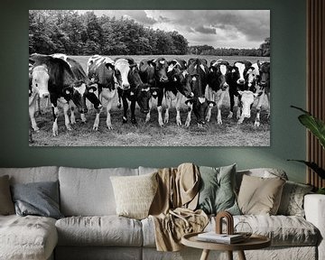 Curious cows in a row in black and white by Jessica Berendsen