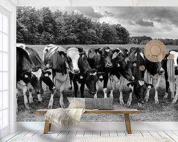 Curious cows in a row in black and white by Jessica Berendsen