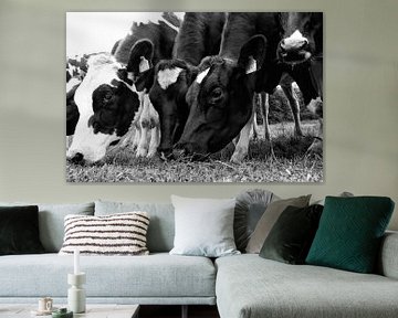 Grazing cows in a row by Jessica Berendsen