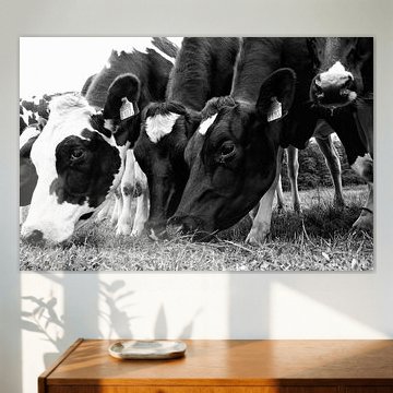 Pâturage des vaches dans une rangée sur Jessica Berendsen