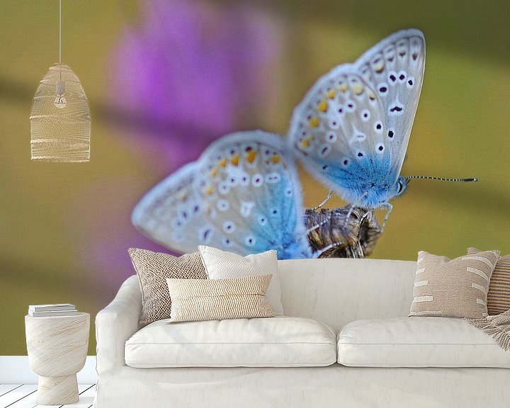 Sfeerimpressie behang: Adonis witje vlinder van Gabsor Fotografie