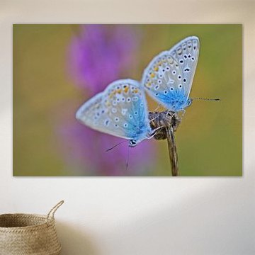 Adonis witje vlinder