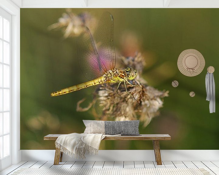 Sfeerimpressie behang: Gele heide libelle van Gabsor Fotografie