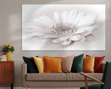  White gerbera, high key by Rietje Bulthuis