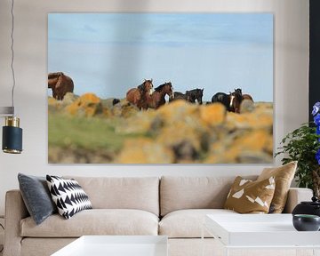Ameland/Kooikersdunen van Rinnie Wijnstra (FotoAmeland )