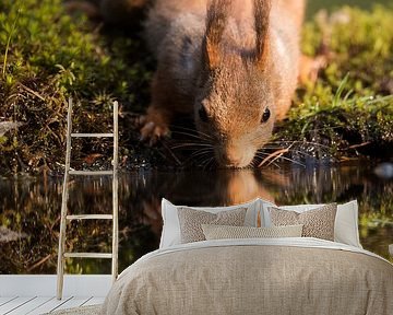 Eekhoorn spiegeling