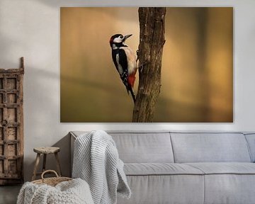 Great spotted woodpecker