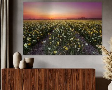 Drowdy Daffodil Field by Dennisart Fotografie