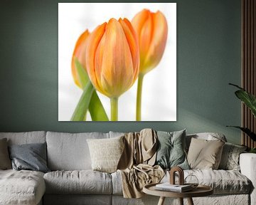 Drie oranje tulpen tegen een witte achtergrond van Jenco van Zalk