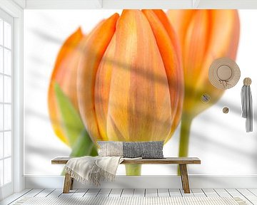 Three orange tulips against a white background by Jenco van Zalk