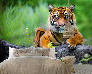 Sumatran tiger  (Panthera tigris sumatrae) by Ektor Tsolodimos