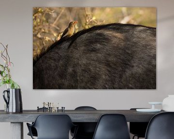 African Buffalo by Jasper van der Meij