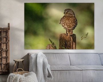 Litte Owl sur Menno Schaefer