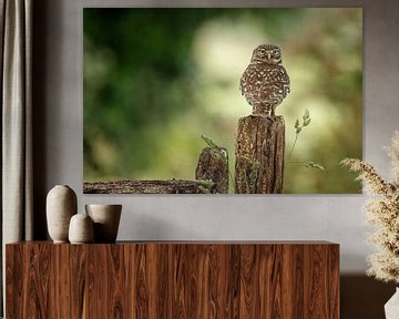 Litte Owl by Menno Schaefer