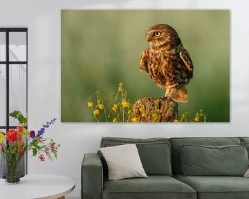 Litte Owl sur Menno Schaefer