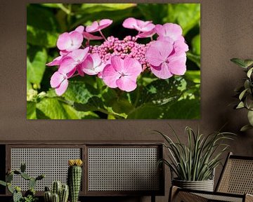 pink Hydrangea macrophylla in garden