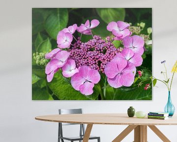 pink Hydrangea macrophylla in garden