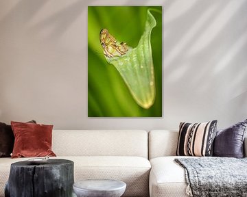 Vlinder op blad van Michael Roubos